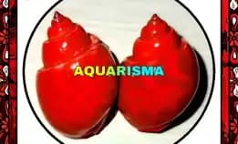 2 Pcs Cangkang Keong Macan Tiger Turbo Babilonia Spirata Merah Transparan Grade A+