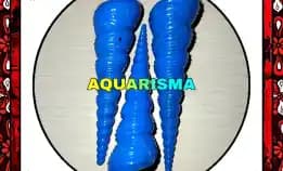 2 Pcs Cangkang Keong Cae Turritella Terebra Lolipop Biru Grade A+