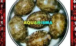 2 Pcs Cangkang Kerang Cowry Cypraea Mauritia Arabica Black Panther Polish Grade A+