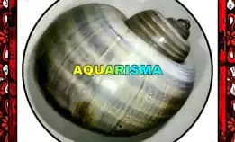 1 Pcs Cangkang Keong Murbai Pomacea Pomella Americanista Grade A+