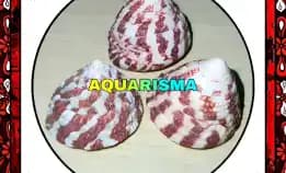 10 Pcs Cangkang Keong Kerucut Tumpeng Piramida Rabunan Pagoda Red Rochia Conus Grade A+