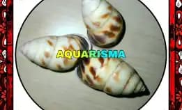 1 Pcs Cangkang Keong Amphidromus Perversus Butoti Emaciatus Grade A+