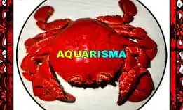 1 Pcs Cangkang Kepiting Kepiting Rajungan Merah Brachyura Grade A+