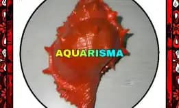 1 Pcs Cangkang Keong Coral Bursidae Bufonaria Rana Merah Grade A+