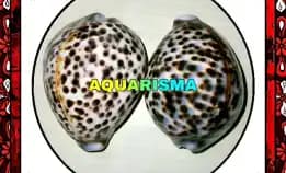 Cangkang Kerang Bigs Cowry Cypraea Tigris Kuwuk Macan Grade A+