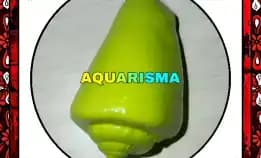 1 Pcs Cangkang Kerang Strombus Conomurex Luhuanus Conch Hijau Grade A+