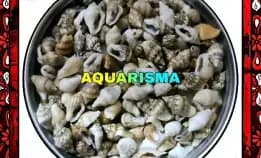 34 Pcs Cangkang Keong Mini Canarium Labiatum Perceng Grade A+