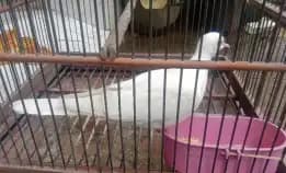 Burung Puter Putih Mata Merah + Kandang