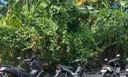 Dijual 5 Are, Jl. Tengah I Tegal Cupek Bumbak Umalas Kerobokan Kuta Utara