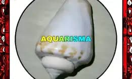 1 Pcs Cangkang Keong Strombus Conomurex Luhuanus Conch Grade A+