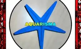 1 Pcs Cangkang Bintang Laut Sea Star Astropecten Scoparius Biru Grade A+