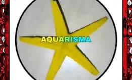 1 Pcs Cangkang Bintang Laut Sea Star Astropecten Scoparius Kuning Grade A+