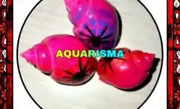 2 Pcs Cangkang Keong Macan Tiger Turbo Babilonia Spirata Pink Spider Grade A+