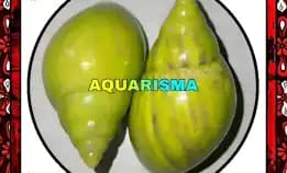 1 Pcs Cangkang Keong Achatinidae Lissachatina Fulica Hijau Grade A+