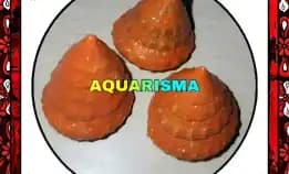 2 Pcs Cangkang Keong Kerucut Tumpeng Piramida Rabunan Pagoda Tectus Mauritianus Oren Grade A+