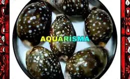 3 Pcs Cangkang Kerang Cowry Cypraea Lyncina Vitellus Grade A+