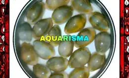 9 Pcs Cangkang Kerang Mini Cowry Cypraea Monetaria Melankolis Grade A+