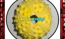 1 Pcs Cangkang Bulu Babi Kuning Echinus Tylodes Echinoidea Sea Urchins Grade A+