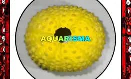 1 Pcs Cangkang Bulu Babi Kuning Echinus Ghopal Sea Urchins Grade A+