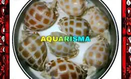 1 Pcs Cangkang Keong Small Cassidae Phalium Areola Grade A+