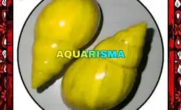 1 Pcs Cangkang Keong Achatinidae Lissachatina Fulica Kuning Grade A+