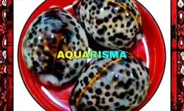 1 Pcs Cangkang Kerang Big Cowry Cypraea Tigris Kuwuk Macan Grade A+