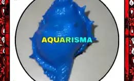 1 Pcs Cangkang Keong Coral Bursidae Bufonaria Rana Biru Grade A+