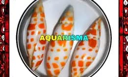 1 Pcs Cangkang Kerang Neo Mitridae Mitra Orange Spear Polish Grade A+