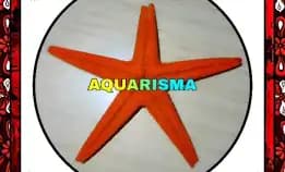 1 Pcs Cangkang Bintang Laut Sea Star Astropecten Scoparius Oren Grade A+