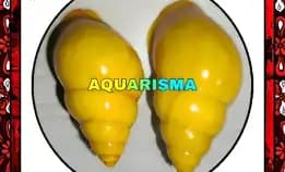 1 Pcs Cangkang Keong Butoti Amphidromus Perversus Golds Grade A+