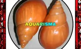 1 Pcs Cangkang Keong Achatinidae Lissachatina Fulica Oren Grade A+