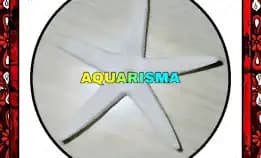 1 Pcs Cangkang Bintang Laut Sea Star Astropecten Scoparius Putih Grade A+