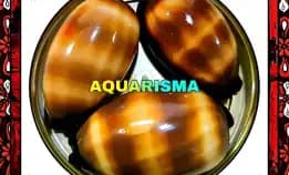 1 Pcs Cangkang Kerang Big Cowry Cypraea Talparia Talpa Grade A+