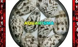 1 Pcs Cangkang Kerang Kerucut Conidae Snail Conus Aspartacus Polish Grade A+