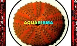 1 Pcs Cangkang Bulu Babi Oren Orange Belly Sea Urchins Grade A+