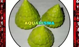 2 Pcs Cangkang Keong Kerucut Tumpeng Piramida Rabunan Pagoda Tectus Mauritianus Hijau Grade A+