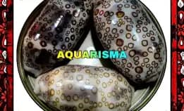 1 Pcs Cangkang Kerang Perfect Big Cowry Cypraea Argus Arestorides Polish Grade A+