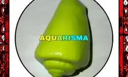 1 Pcs Cangkang Keong Strombus Conomurex Luhuanus Conch Hijau Grade A+