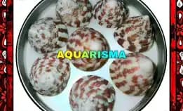 8 Pcs Cangkang Keong Kerucut Tumpeng Piramida Rabunan Pagoda Red Rochia Conus Grade A+