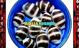 1 Pcs Cangkang Kerang Mini Cowry Cypraea Palmadusta Asellus Grade A+