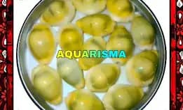 3 Pcs Cangkang Kerang Cowry Cypraea Monetaria Moneta Grade A+