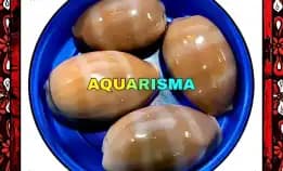 1 Pcs Cangkang Kerang Mini Cowry Cypraea Lyncina Carneola Grade A+