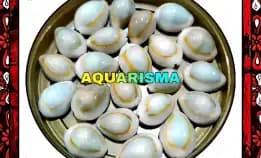 7 Pcs Cangkang Kerang Mini Cowry Cypraea Monetaria Annulus Grade A+