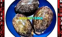 1 Pcs Cangkang Kerang Medium Cowry Cypraea Mauritia Arabica Black Panther Polish Grade A+