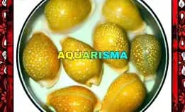 2 Pcs Cangkang Kerang Medium Cowry Cypraea Naria Miliaris Grade A+