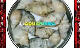 10 Pcs Cangkang Keong Canarium Labiatum Perceng Grade A+