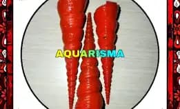 2 Pcs Cangkang Keong Cae Turritella Terebra Lolipop Merah Grade A+