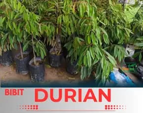 Sentra Pengadaan  Bibit Durian Montong Di Jakarta