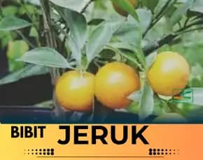 Hortikultura Buah  Pen Bibit Jeruk Nagami Di Kediri