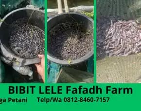 Lele Super  Harga Bibit Lele Untuk Pemula Kualitas Terjamin Sukabumi Banyumas